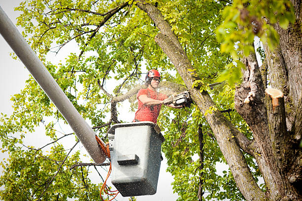 How Our Tree Care Process Works  in  North Potomac, MD